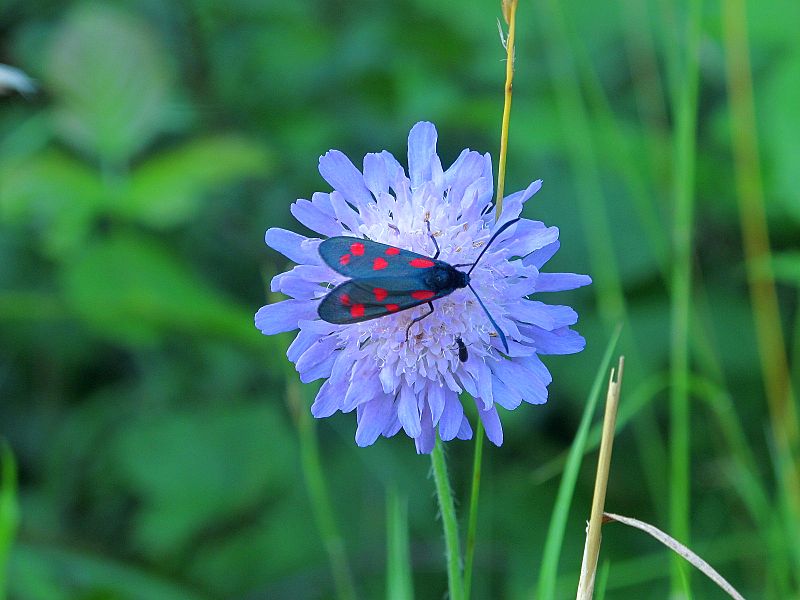 Zygaena filipendulae