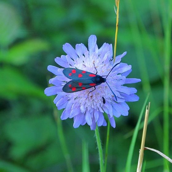 Zygaena filipendulae [da wikimedia, foto di Belladonna Opera propria, GFDL 1.2,commons.wikimedia.org/w/index.php?curid=16284636]