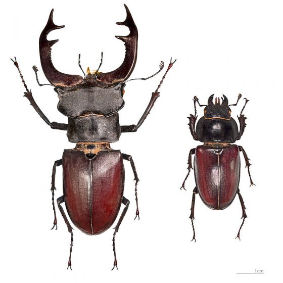 Lucanus cervus, cervo volante, maschio e femmina [Da wikimedia, foto di Didier Descouens Opera propria, CC BY-SA 4.0 commons.wikimedia.org/w/index.php?curid=25239625]