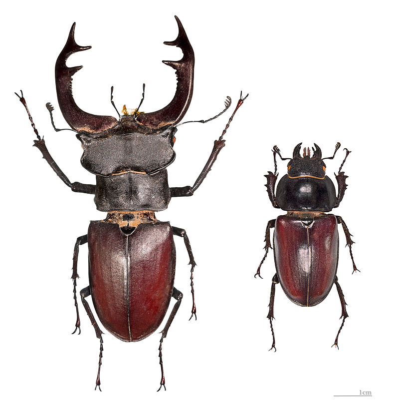 Lucanus cervus, cervo volante, maschio e femmina [Da wikimedia, foto di Didier Descouens Opera propria, CC BY-SA 4.0 commons.wikimedia.org/w/index.php?curid=25239625]