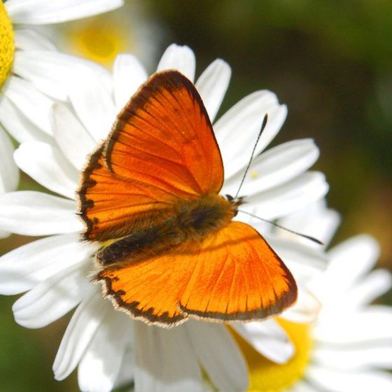 Lycaena virgaureae, male - dorsal view[da wikimedia, foto di Hectonichus Own work, CC BY-SA 3.0, commons.wikimedia.org/w/index.php?curid=12565798]