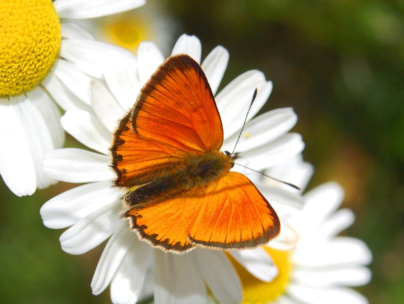 Lycaena virgaureae, male - dorsal view[da wikimedia, foto di Hectonichus Own work, CC BY-SA 3.0, commons.wikimedia.org/w/index.php?curid=12565798]