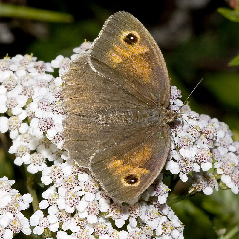 Maniola jurtina – jurtina