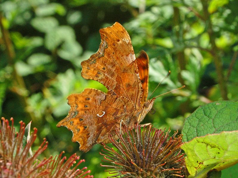 Polygonia c-album