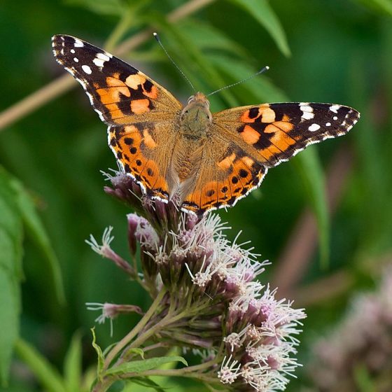 Vanessa cardui, vanessa del cardo [da wikimedia, photo by Jörg Hempel, CC BY-SA 3.0 de, commons.wikimedia.org/w/index.php?curid=27668286]