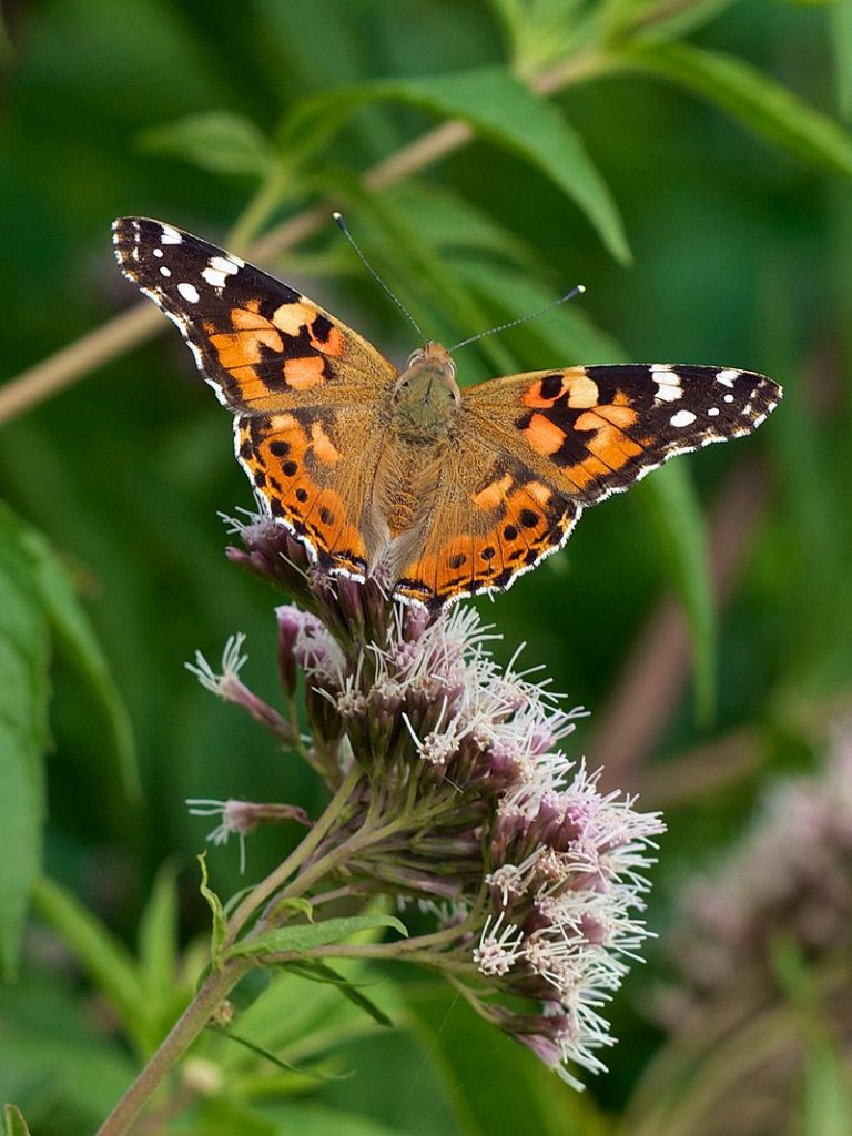 Vanessa cardui, vanessa del cardo [da wikimedia, photo by Jörg Hempel, CC BY-SA 3.0 de, commons.wikimedia.org/w/index.php?curid=27668286]