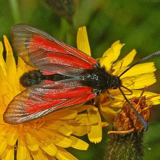 Zygaena purpuralis [By Hectonichus - Own work, CC BY-SA 3.0 commons.wikimedia.org/w/index.php?curid=20981959]