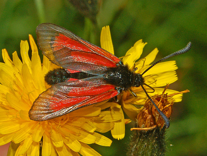 Zygaena purpuralis - cardinale