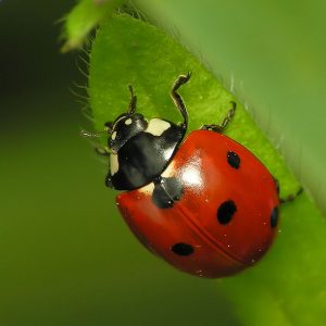 Coccinella a sette punti [da wikimedia - CC BY-SA 3.0, commons.wikimedia.org/w/index.php?curid=453584]