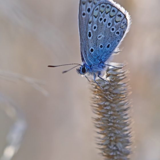 Polyommatus icarus, argo azzurro[photo credit: Gnilenkov Aleksey www.flickr.com/photos/39415470@N02/9421927545 Polyommatus icarus via photopin creativecommons.org/licenses/by/2.0/]