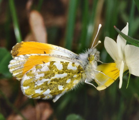 Anthocharis cardamines - Foto di Paolo Mazzei - www.leps.it - su gentile concessione dell'autore per il progetto 'TreviAmbiente'