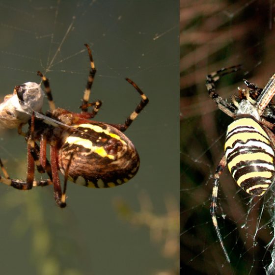 Argiope, femmina - Foto di Giampaolo Filippucci, Tiziana Ravagli