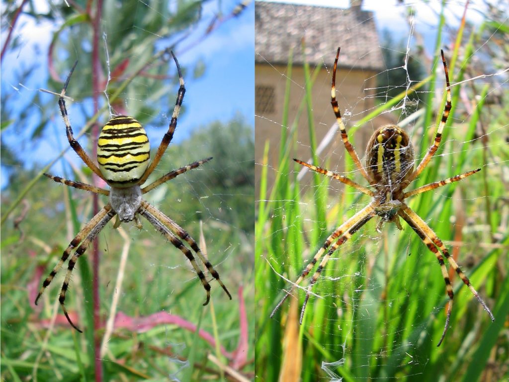 Argiope bruennichi, femmina [Da wikimedia foto di A7N8X - Opera propria, CC BY-SA 4.0, commons.wikimedia.org/w/index.php?curid=35191118]