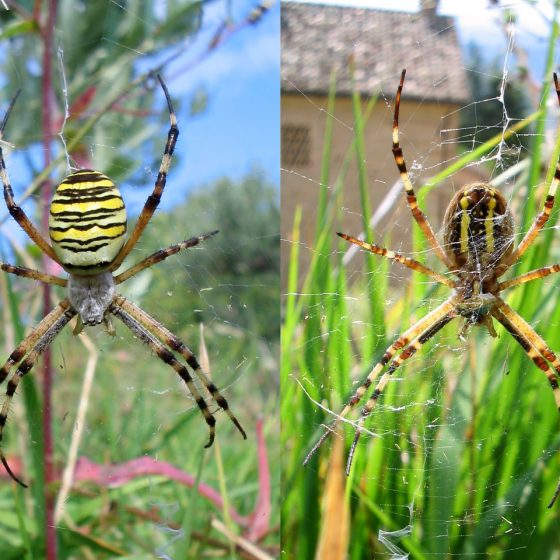 Argiope bruennichi, femmina [Da wikimedia foto di A7N8X - Opera propria, CC BY-SA 4.0, commons.wikimedia.org/w/index.php?curid=35191118]