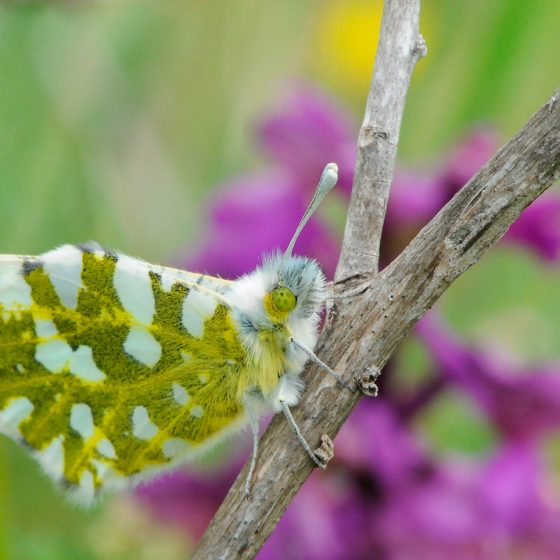 Anthocharis cardamine, aurora - Foto di Giampaolo Filippucci, T. Ravagli (Trevi)