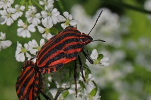 Graphosoma lineatum ssp. Italicum [photo by Charlesjsharp - Own work, from Sharp Photography, sharpphotography, CC BY-SA 4.0, commons.wikimedia.org/w/index.php?curid=49736567 da wikimedia]