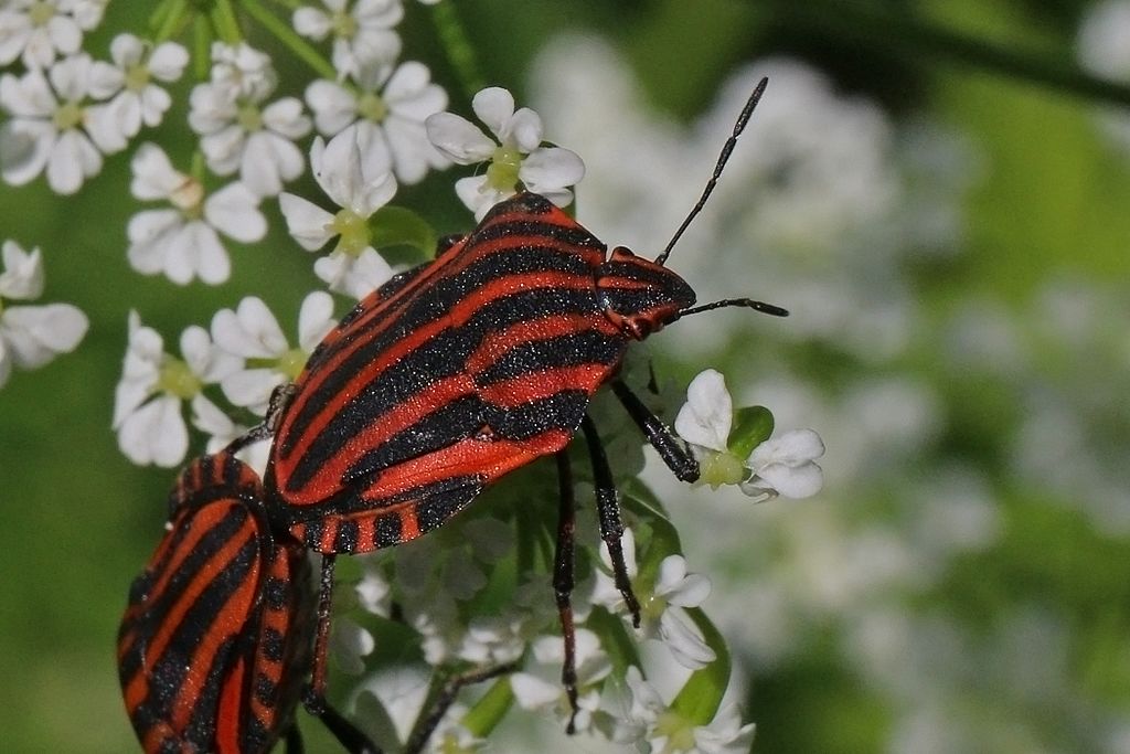 Graphosoma lineatum ssp. italicum - grafosoma