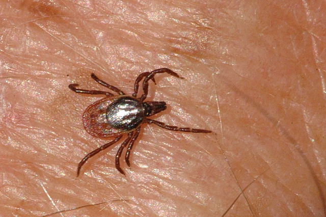 Ixodes ricinus – zecca dei boschi, zecca delle pecore