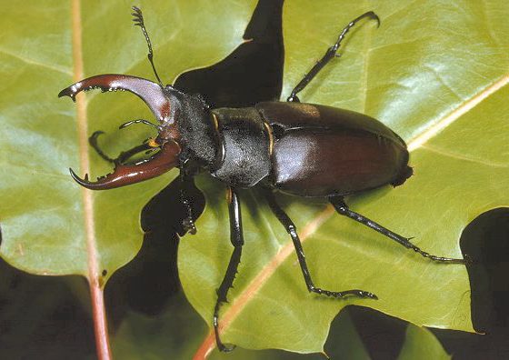 Lucanus cervus - Foto di Paolo Mazzei - www.leps.it - su gentile concessione dell'autore per il progetto 'TreviAmbiente'