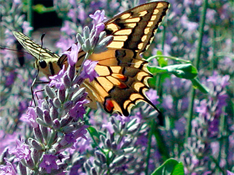 Papilio machaon - macaone