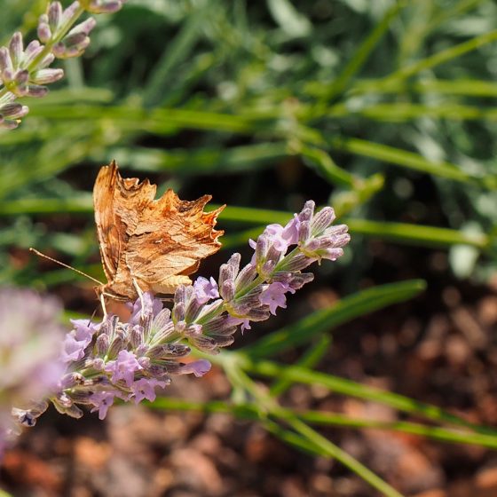 Polygonia egea - Foto di Giampaolo Filippucci, Tiziana Ravagli [Fotografata nel giardino di Villa Fabri a Trevi]