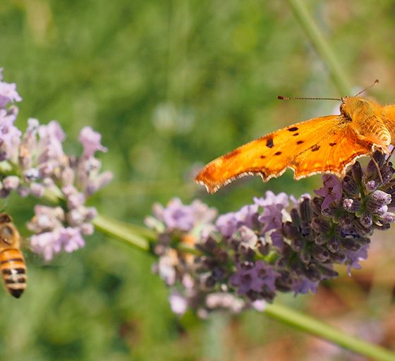 Polygonia egea - Foto di Giampaolo Filippucci, Tiziana Ravagli [Fotografata nel giardino di Villa Fabri a Trevi]