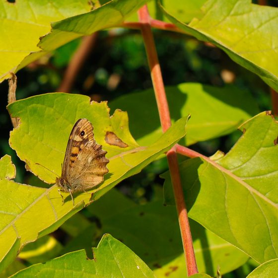 Pararge aegeria, egeria - Foto di Giampaolo Filippucci, Tiziana Ravagli