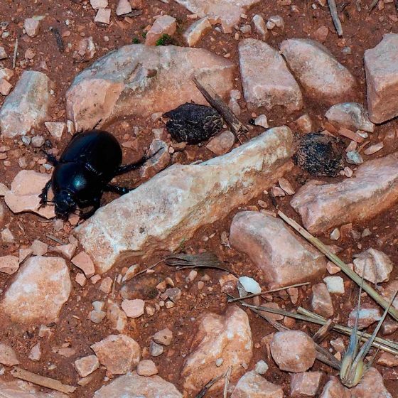 Lucanus cervus, cervo volante, femmina (Trevi) - Foto di Giampaolo Filippucci, Tiziana Ravagli