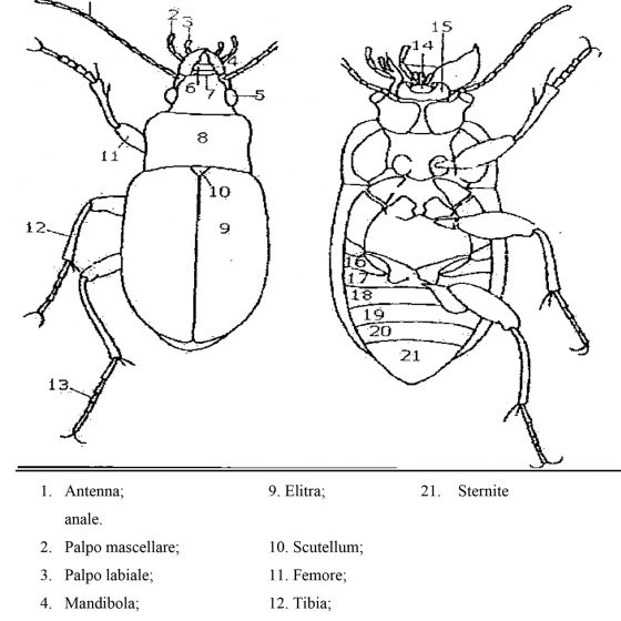 Struttura dei coleotteri, tavola tratta da 'INSETTI', Chinery M., Garzanti, 1988