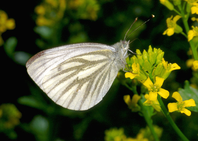 Pieris napi, navoncella - Foto di Paolo Mazzei - www.leps.it - su gentile concessione dell'autore per il progetto 'TreviAmbiente'