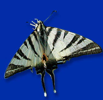 Iphiclides podalirius – podalirio