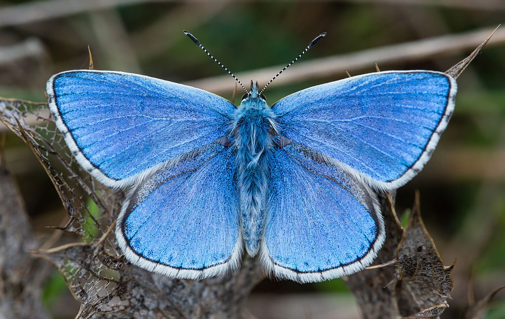 A male Adonis blue (Polyommatus bellargus) butterfly in Foissac, Aveyron, FranceLisandra azzurra, bellargo [da wikimedia, foto di Diliff Own work, CC BY-SA 3.0, commons.wikimedia.org/w/index.php?curid=29300371]