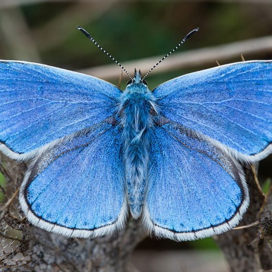 A male Adonis blue (Polyommatus bellargus) butterfly in Foissac, Aveyron, FranceLisandra azzurra, bellargo [da wikimedia, foto di Diliff Own work, CC BY-SA 3.0, commons.wikimedia.org/w/index.php?curid=29300371]