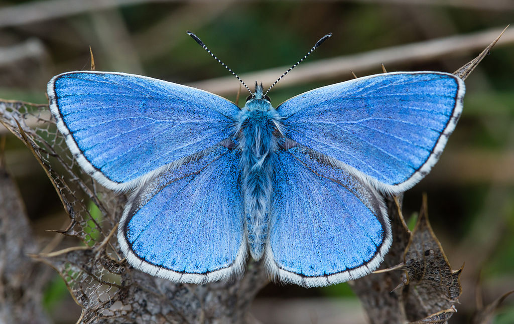 Polyommatus (Lysandra) bellargus – lisandra azzurra, bellargo