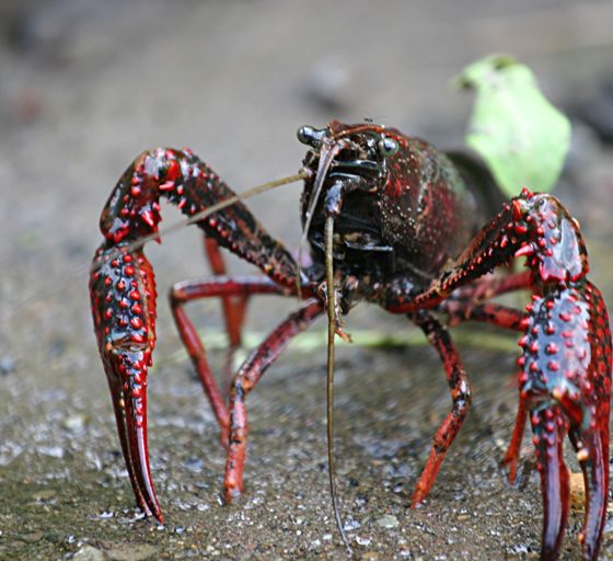 Procambarus clarkii, gambero rosso della Louisiana [photo credit: Jesuskyman via photopin cc]