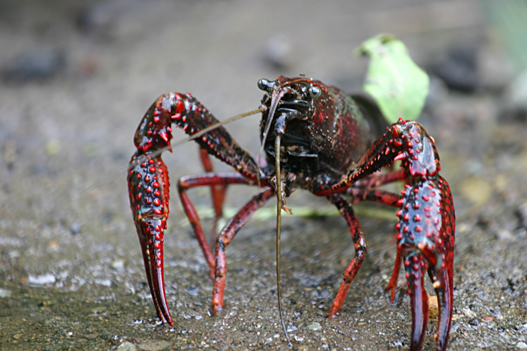 Procambarus clarkii, gambero rosso della Louisiana [photo credit: Jesuskyman via photopin cc]