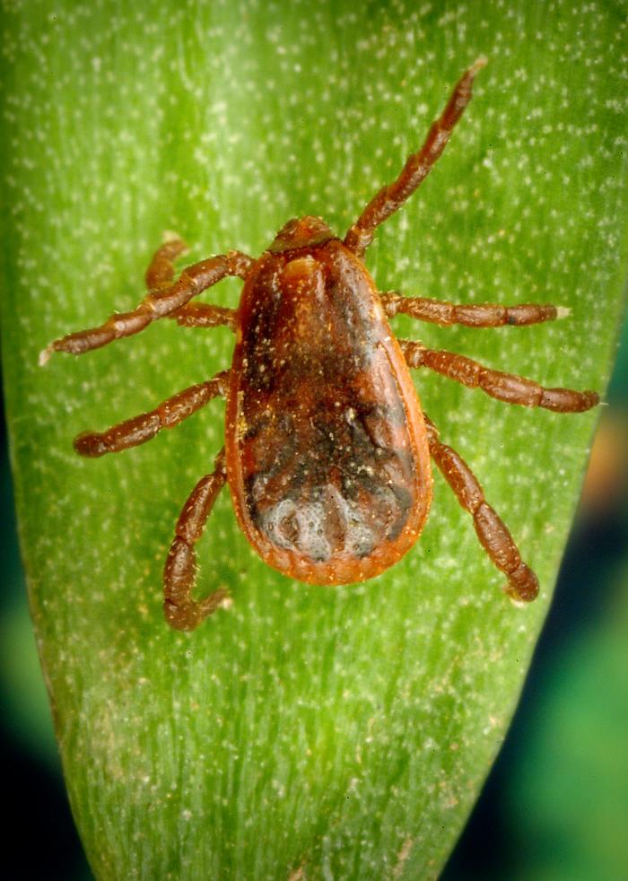Rhipicephalus sanguineus – zecca dei cani