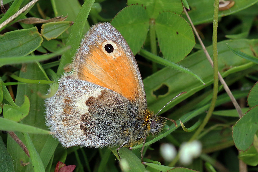 Coenonympha pamphilus – ninfa piccola