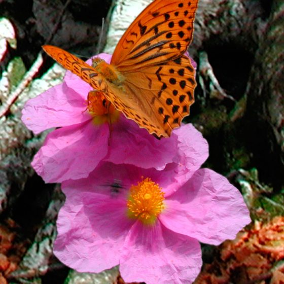 Tabacco di Spagna su cisto a fiori rosa composizione grafica dal progetto TreviAmbiente Foto di Giampaolo Filippucci, Tiziana Ravagli