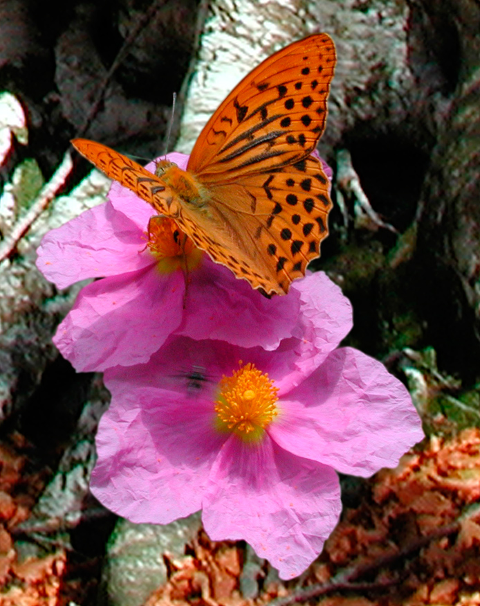 Tabacco di Spagna su cisto a fiori rosa composizione grafica dal progetto TreviAmbiente Foto di Giampaolo Filippucci, Tiziana Ravagli