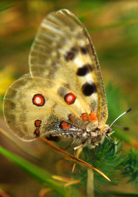 Parnassius apollo - apollo