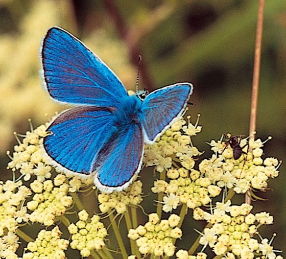 Argo azzurro (foto di Fabrizio Cicio)