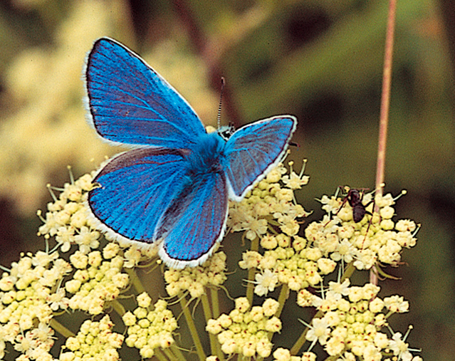 Argo azzurro (foto di Fabrizio Cicio)