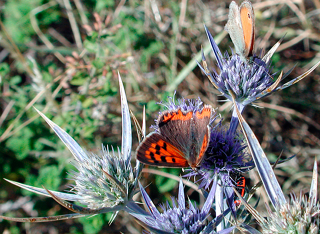 Lycaena phlaeas - argo bronzeo