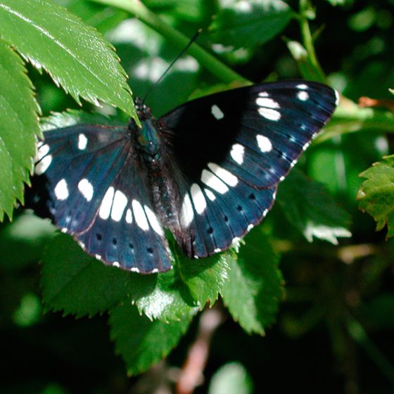 Limenitis reducta, piccolo silvano, silvano azzurro - Foto di Giampaolo Filippucci, Tiziana Ravagli