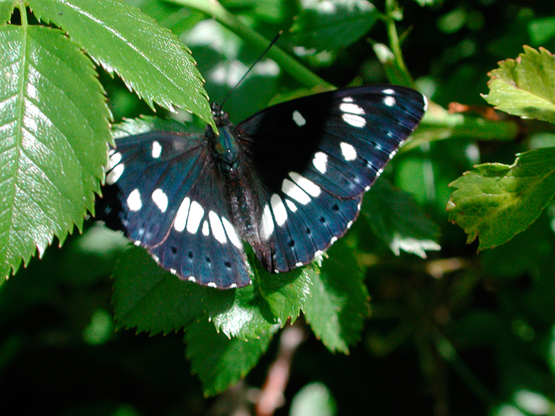 Limenitis reducta, piccolo silvano, silvano azzurro - Foto di Giampaolo Filippucci, Tiziana Ravagli