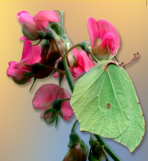 Cedronella (foto di Giampaolo Filippucci, Tiziana Ravagli)