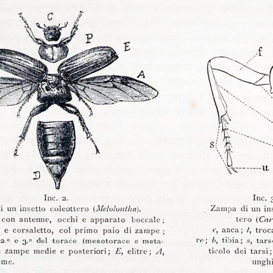 Struttura dei coleotteri tavola tratta da 'IL LIBRO DEI COLEOTTERI' Griffini Achille - 1896