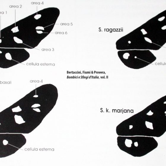 Differenze tra le diverse specie di Amata, da da Bertaccini, Fiumi & Provera, Bombici e Sfingi d'Italia, vol. II