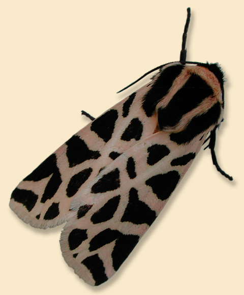 Cymbalophora pudica - falena tigre